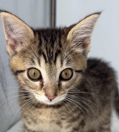Kitten Olive