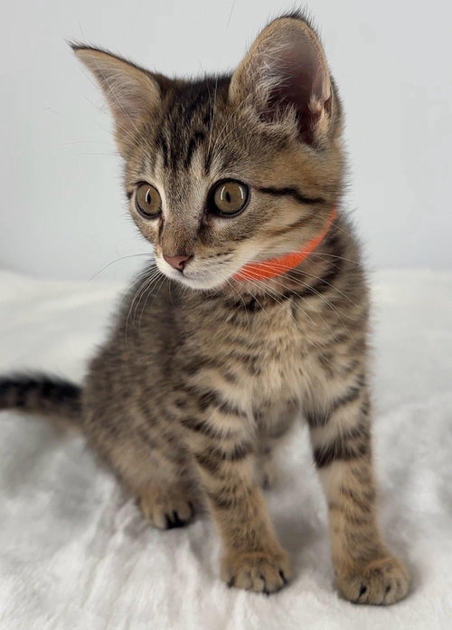 Kitten Olive photo 2