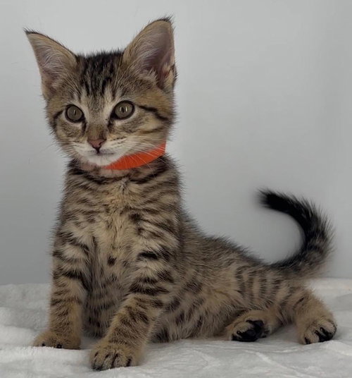Kitten Olive photo 3