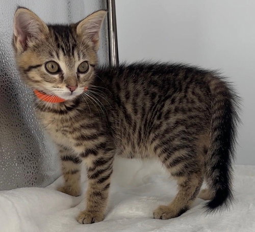 Kitten Olive photo 4
