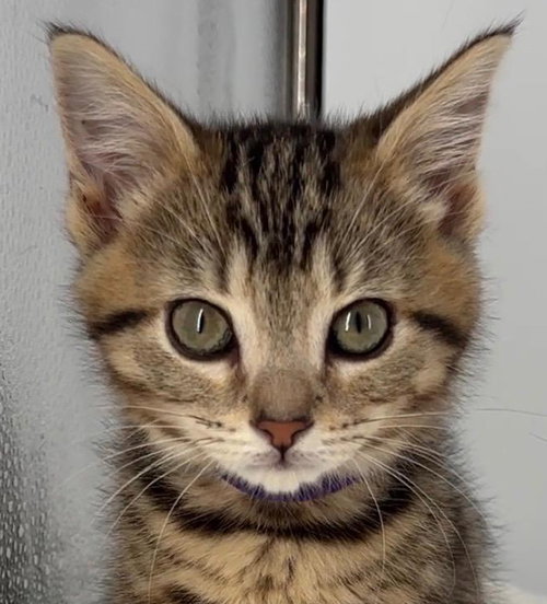 Kitten Miley