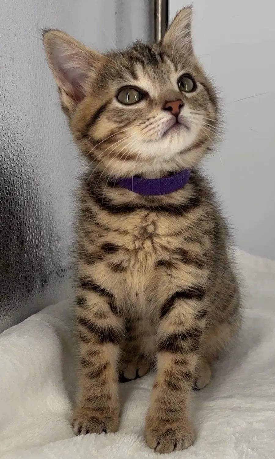 Kitten Miley image 2