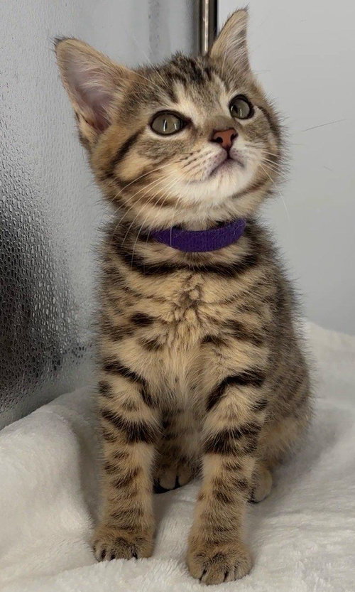 Kitten Miley photo 2