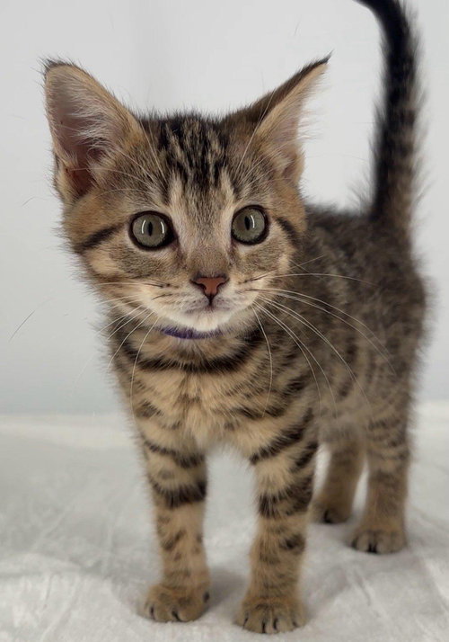 Kitten Miley photo 3