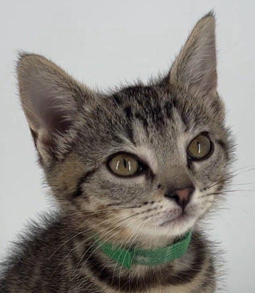 Kitten Lilly