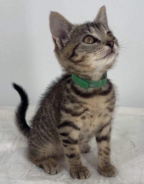 Kitten Lilly photo 2