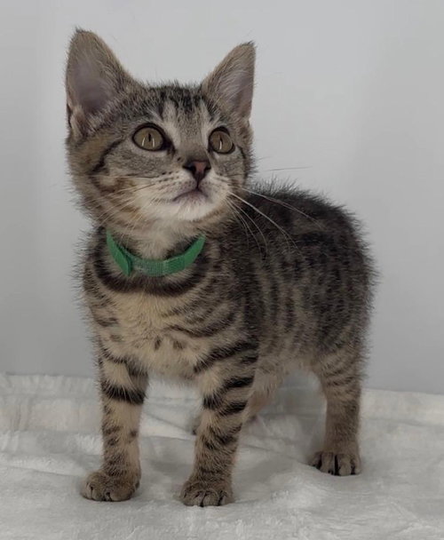 Kitten Lilly photo 3