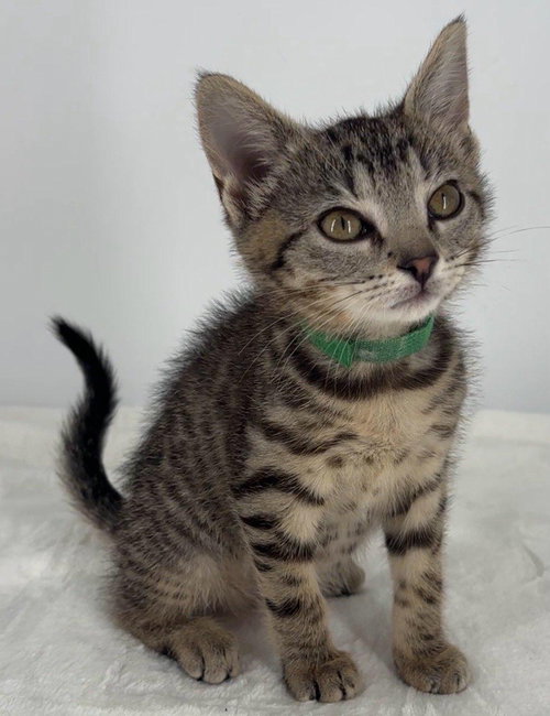 Kitten Lilly photo 4