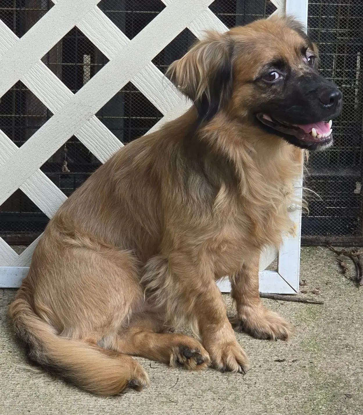 Gizmo image 1