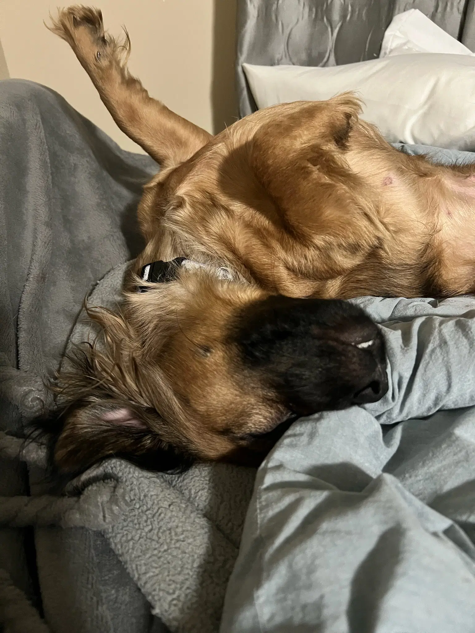 Cuddle Bug Dizzy image 3
