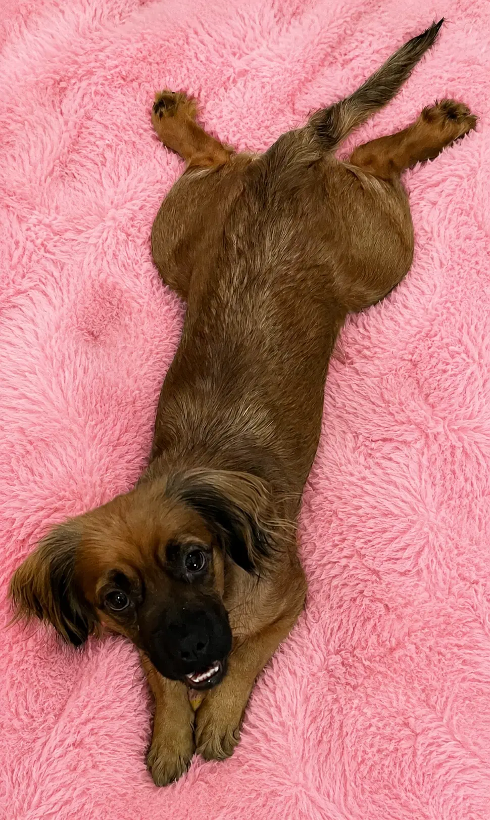 Cuddle Bug Dizzy - Dachshund