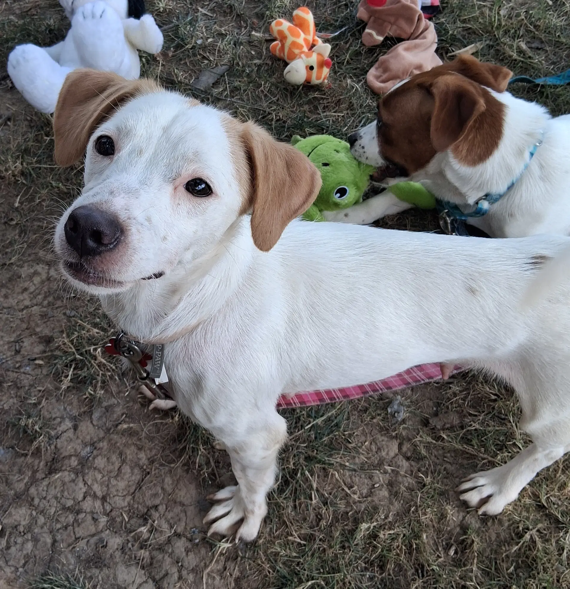 Sweet Shivers - Dachshund