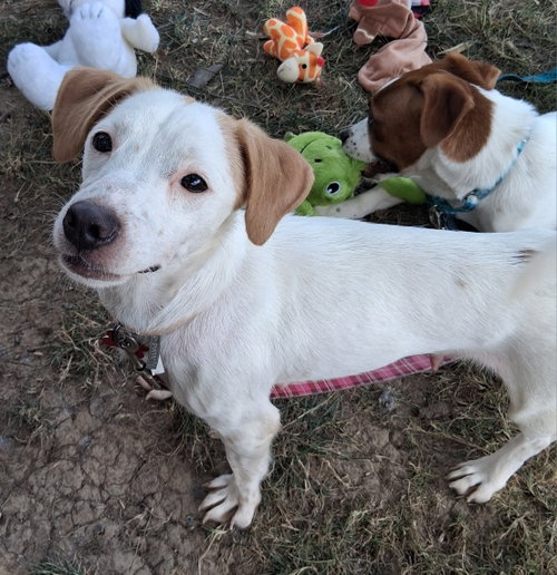 Sweet Shivers, a dog for adoption from Paws and Prayers