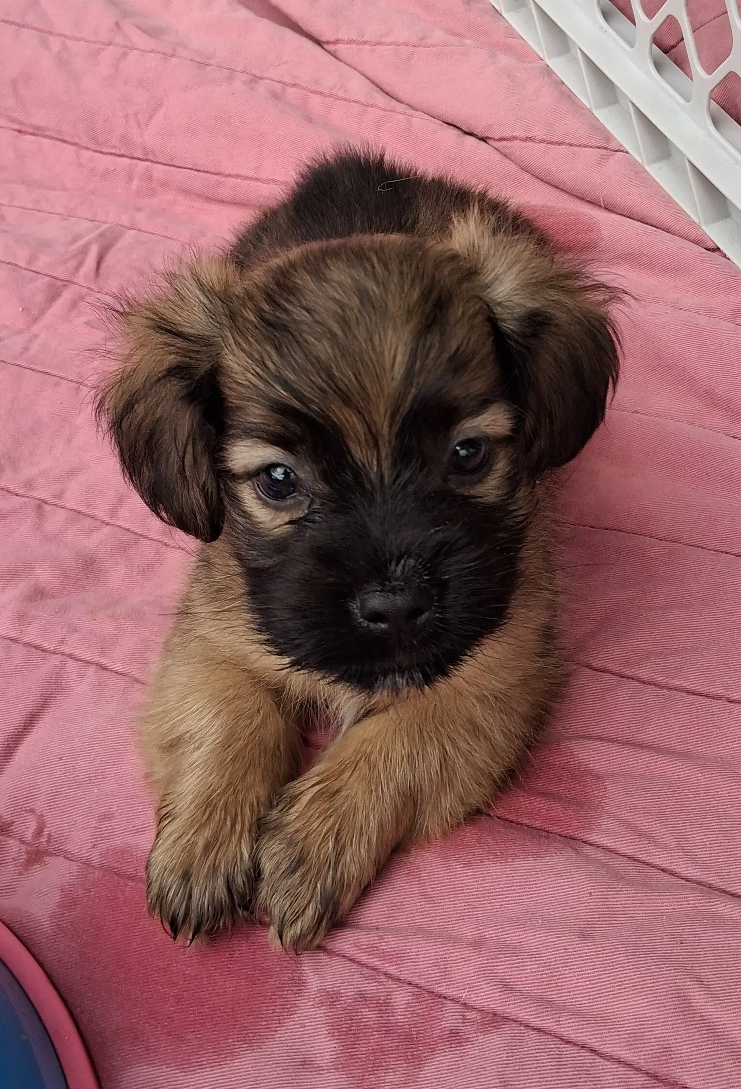 Baby Billy Boy - Dachshund