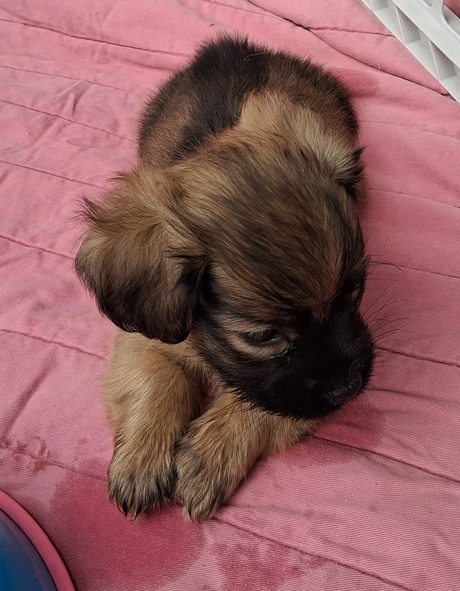 Baby Billy Boy image 2