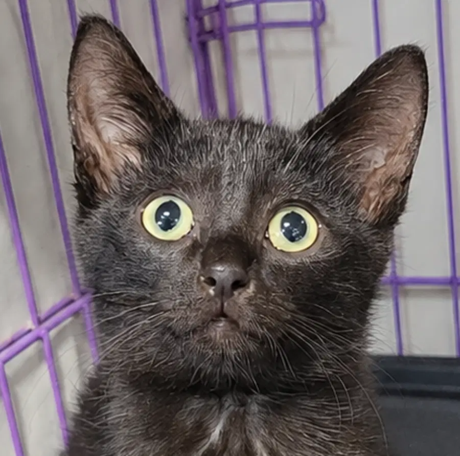 Kitten Cipher - Domestic Short Hair