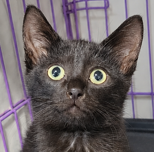 picture of the cat needing adoption