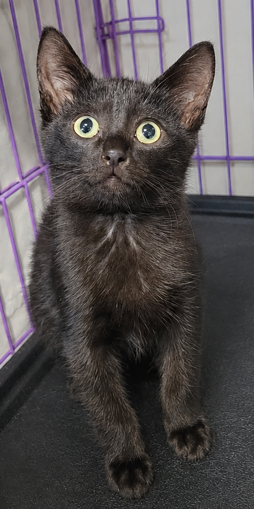 Photo 2 of Kitten Cipher