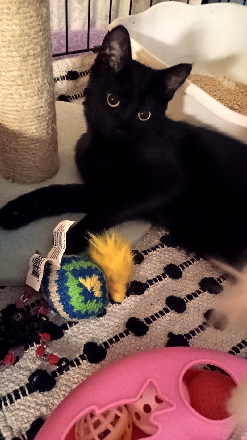 Kitten Cipher, photo 3