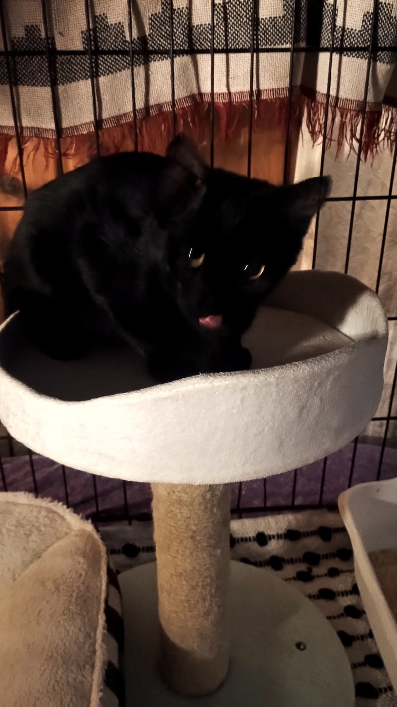 Kitten Cipher, photo 4
