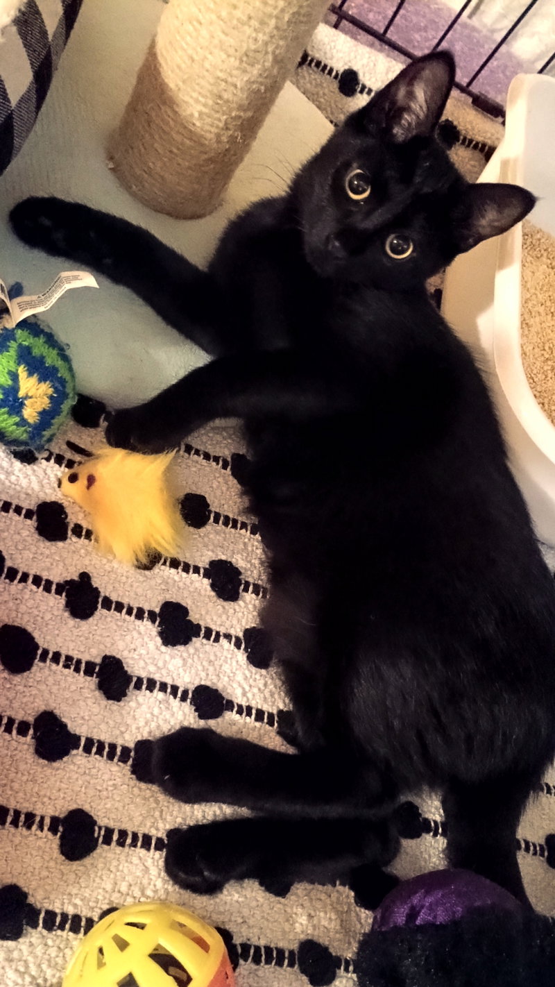 Kitten Cipher, photo 5