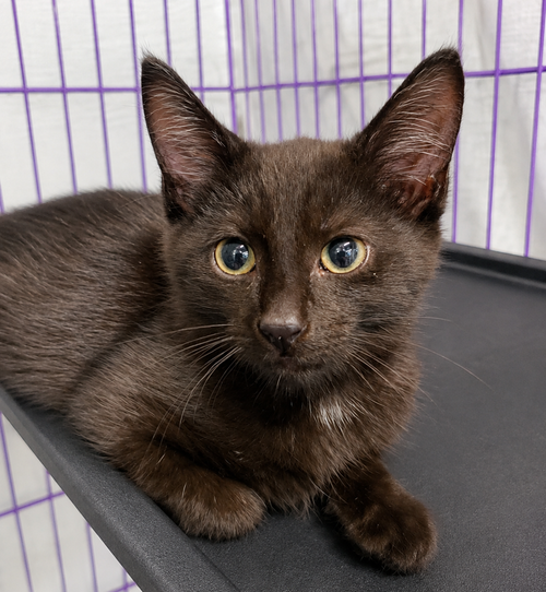 Photo 2 of Kitten Dagger