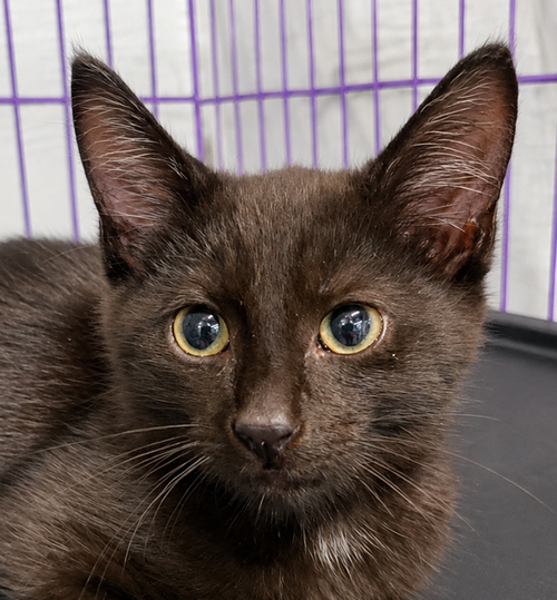 picture of the cat needing adoption
