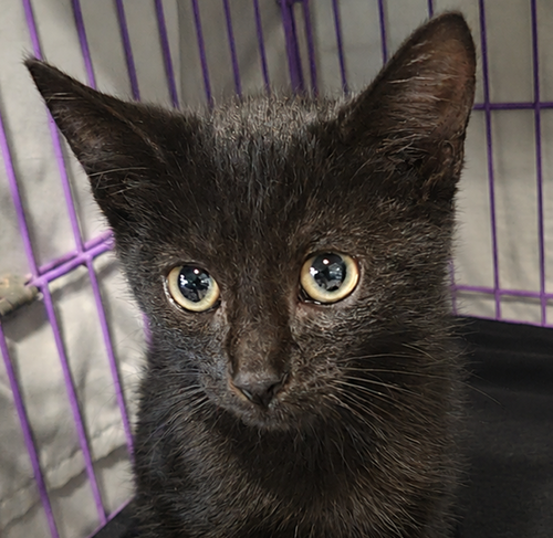 picture of the cat needing adoption