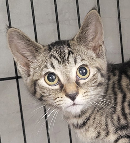 picture of the cat needing adoption