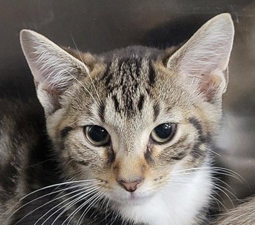 picture of the cat needing adoption