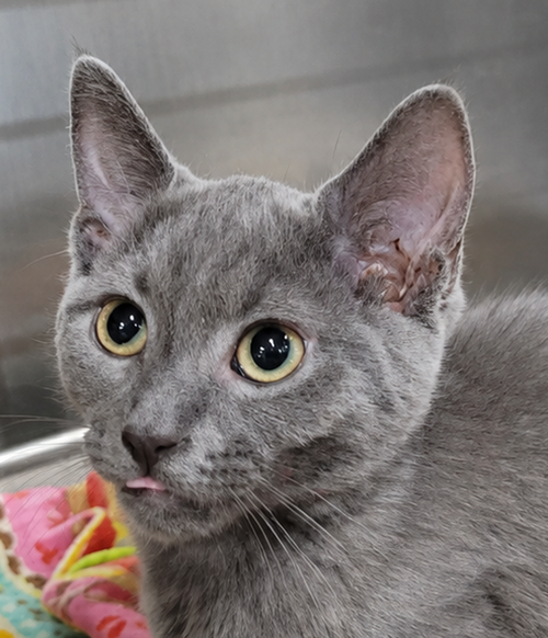 picture of the cat needing adoption