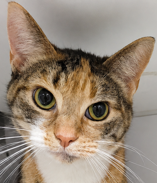 picture of the cat needing adoption