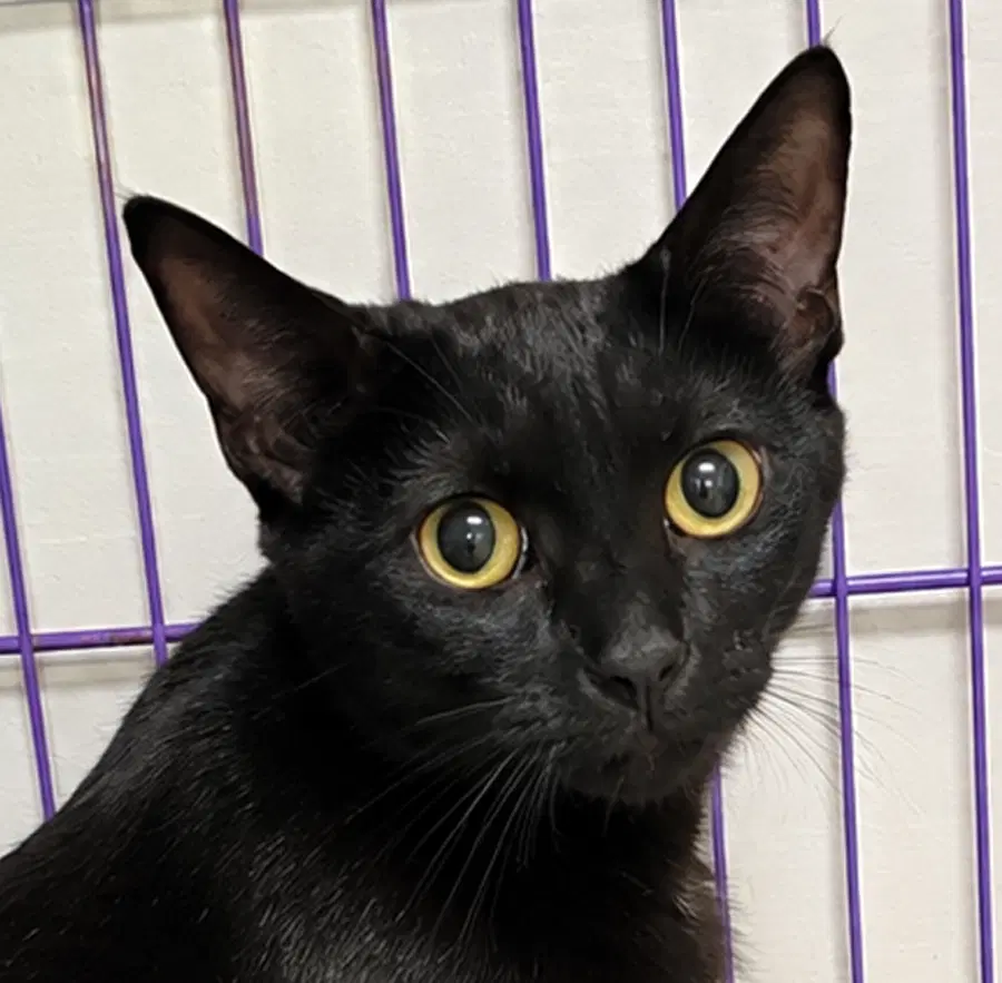 Cloak At Montrose Petsmart - Domestic Short Hair