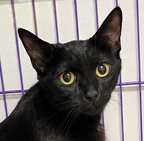 picture of the cat needing adoption