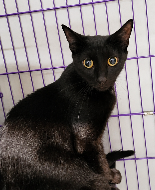 Photo 2 of Cloak at Montrose Petsmart!