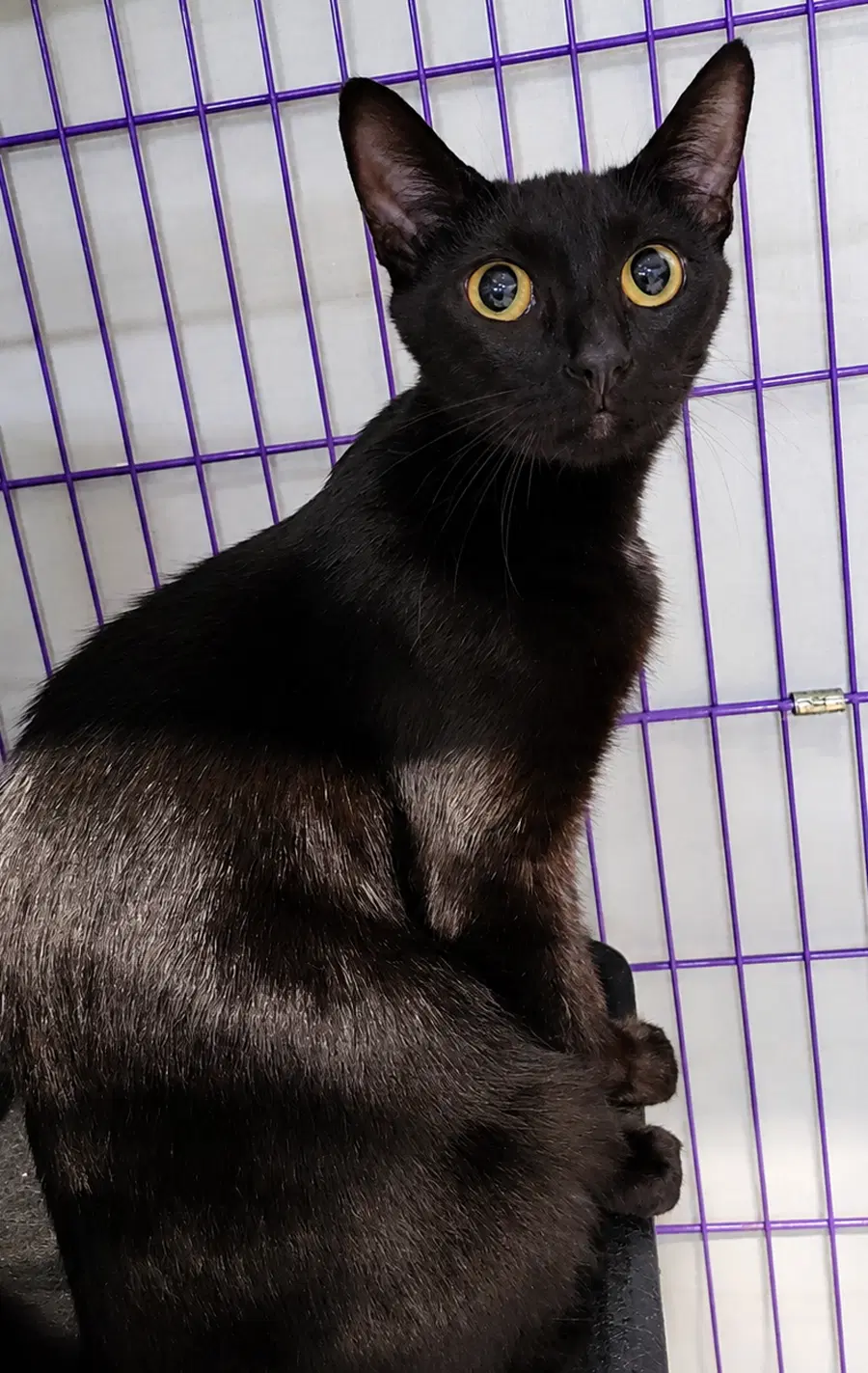 Cloak At Montrose Petsmart image 3