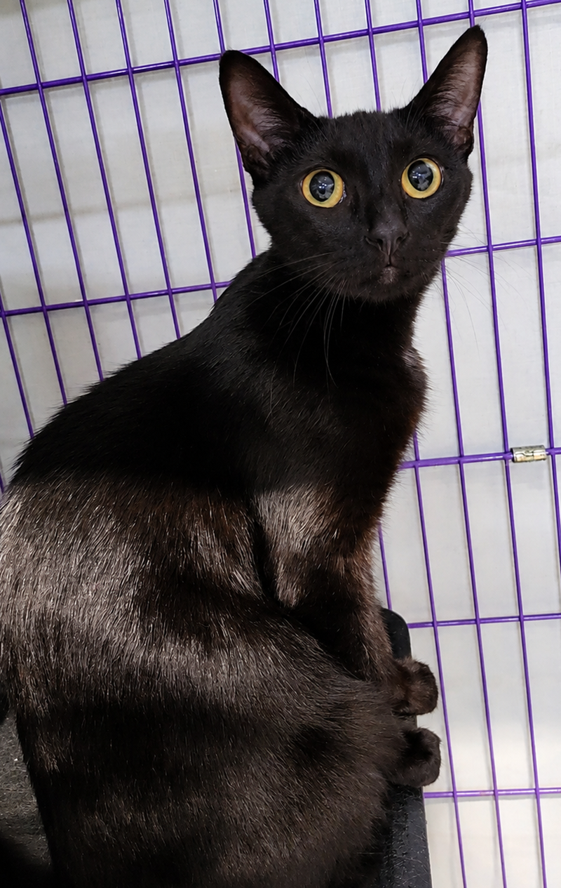 Cloak at Montrose Petsmart, photo 3