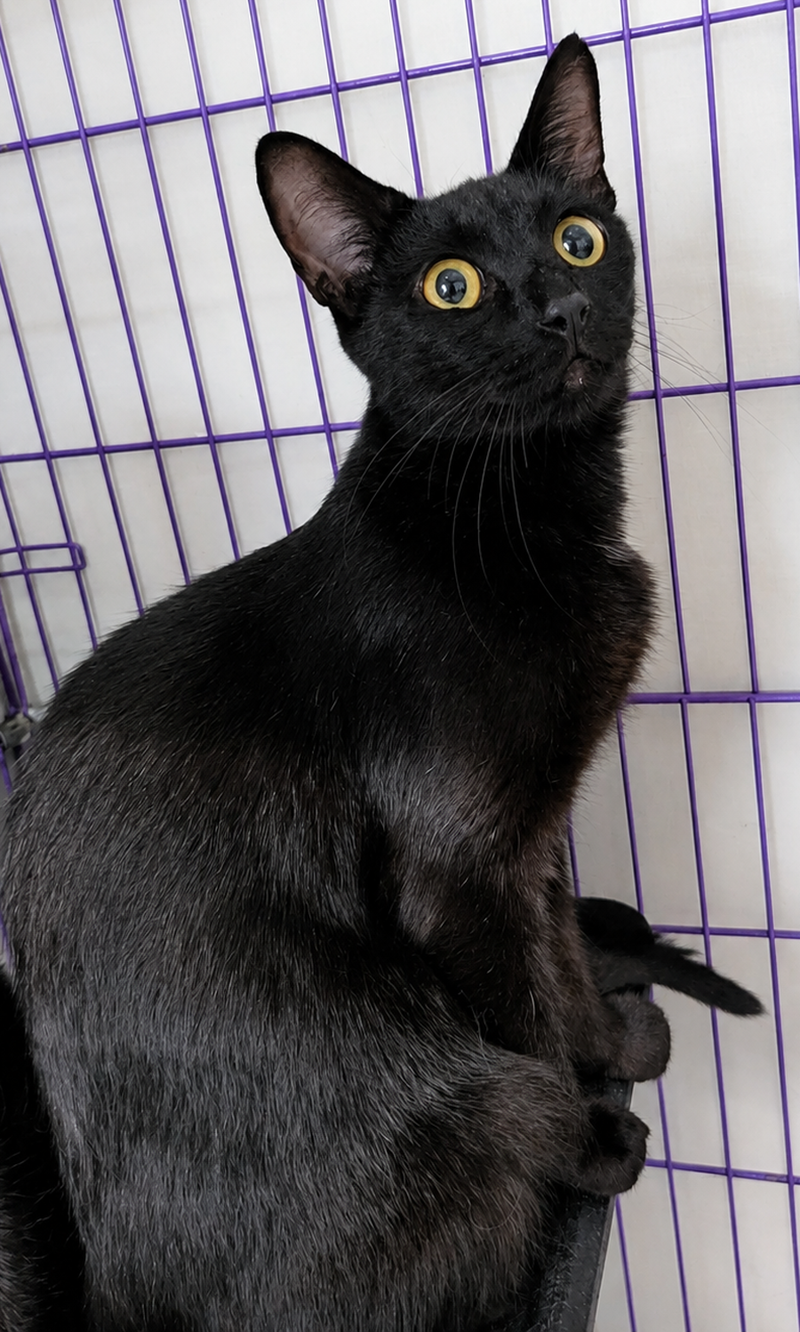 Cloak at Montrose Petsmart, photo 4