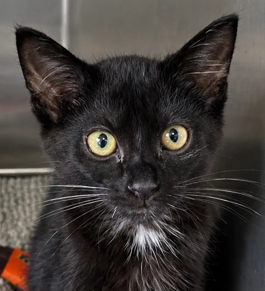 Kitten Crash - Domestic Short Hair