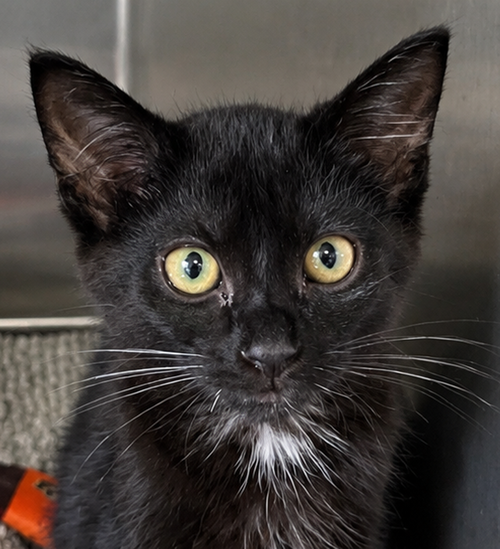 picture of the cat needing adoption