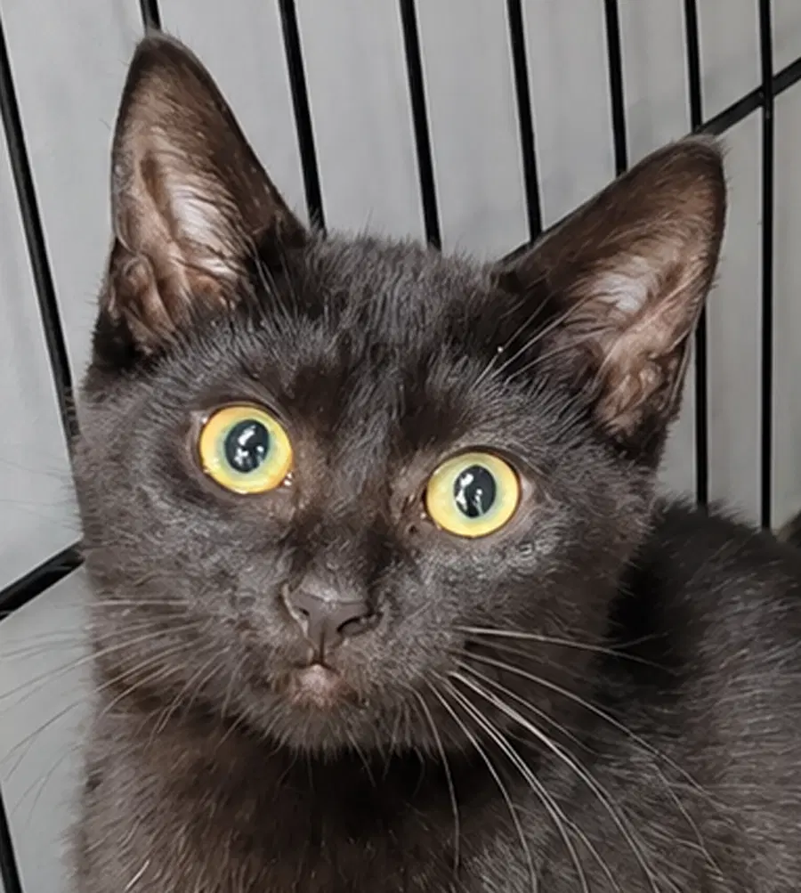 Kitten Ruler - Domestic Short Hair