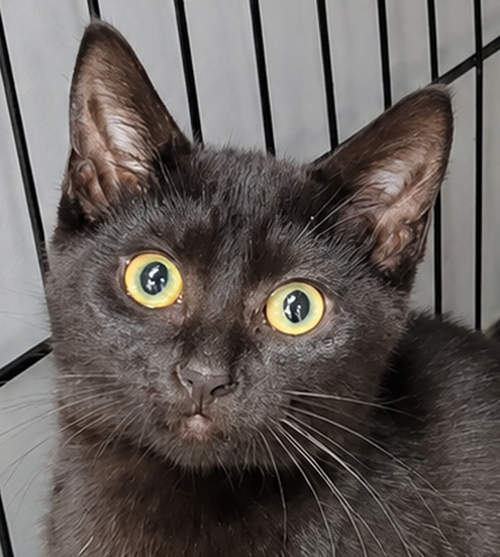 picture of the cat needing adoption
