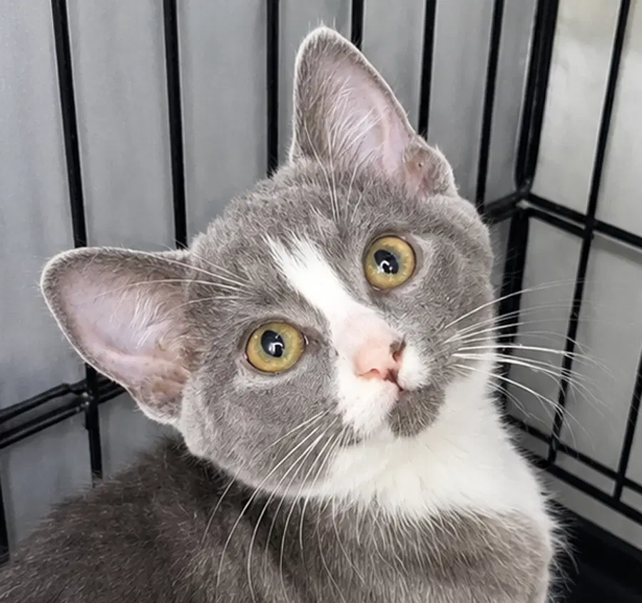 Kitten Glue Stick - Domestic Short Hair