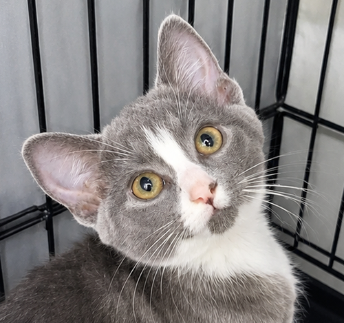 picture of the cat needing adoption