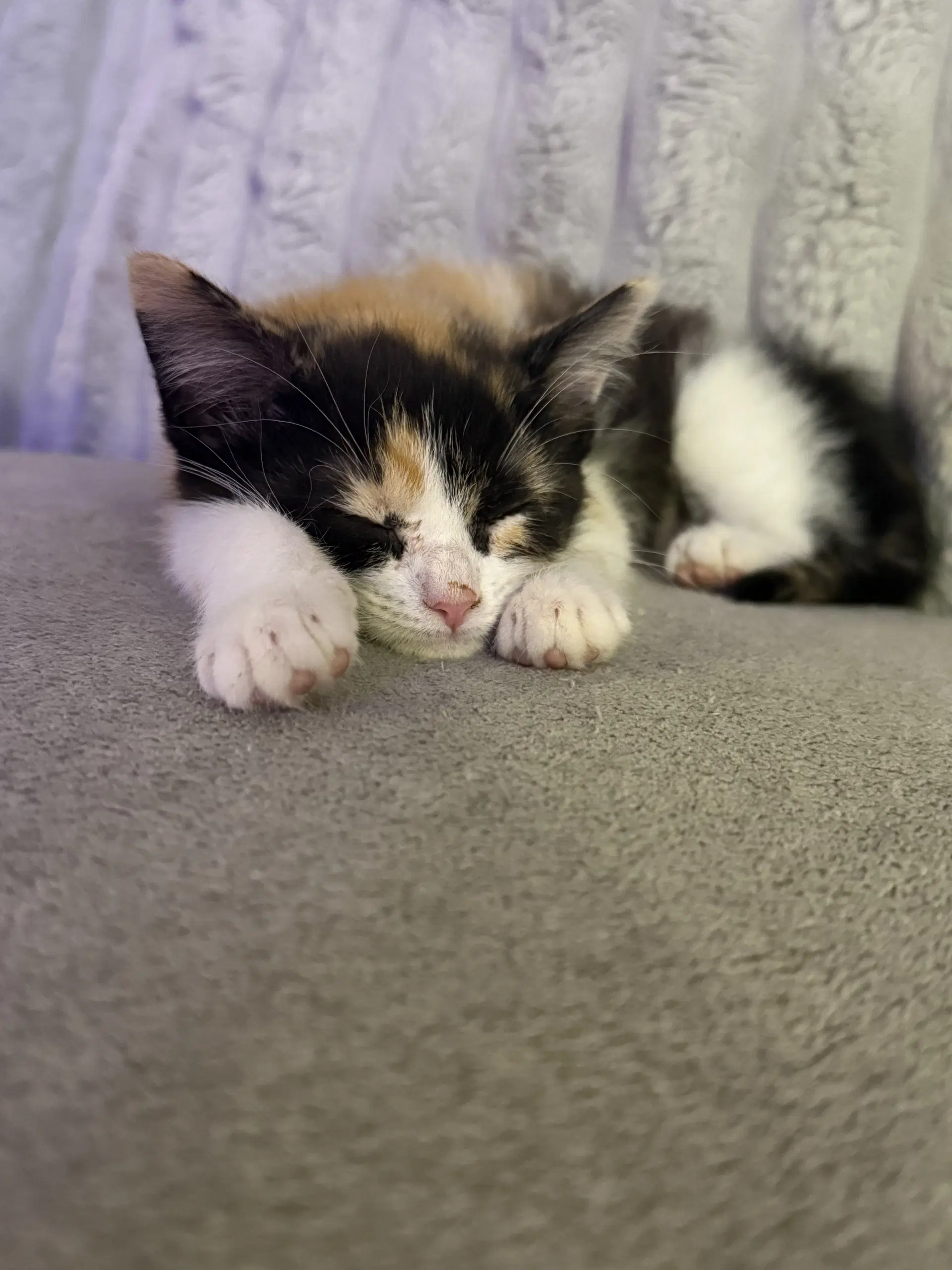 Kitten Trinket - Burmilla