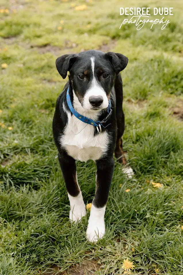 Joseph Pup - Labrador Retriever