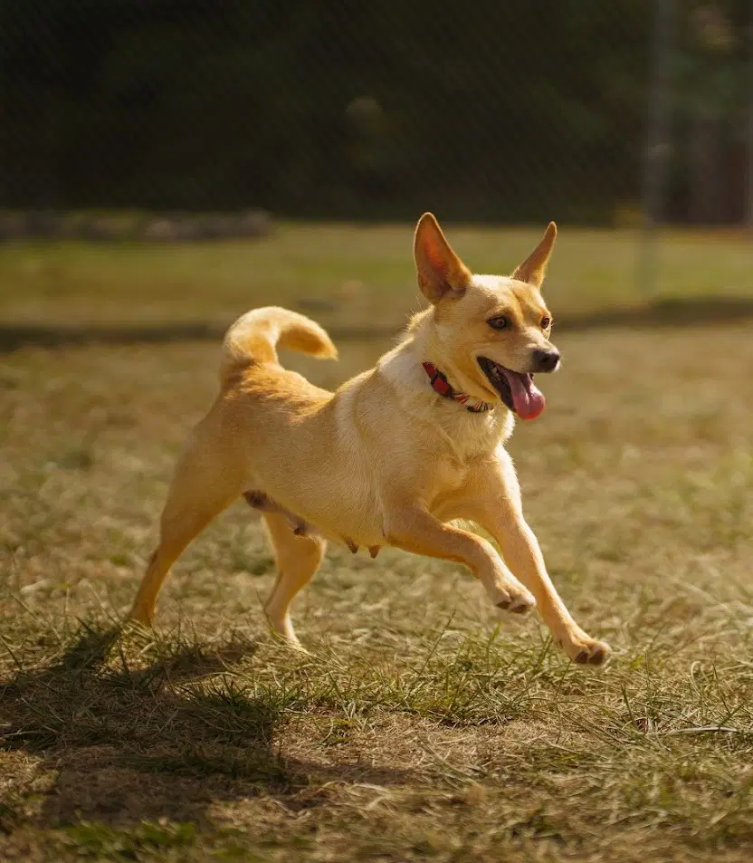 Bonnie - Corgi