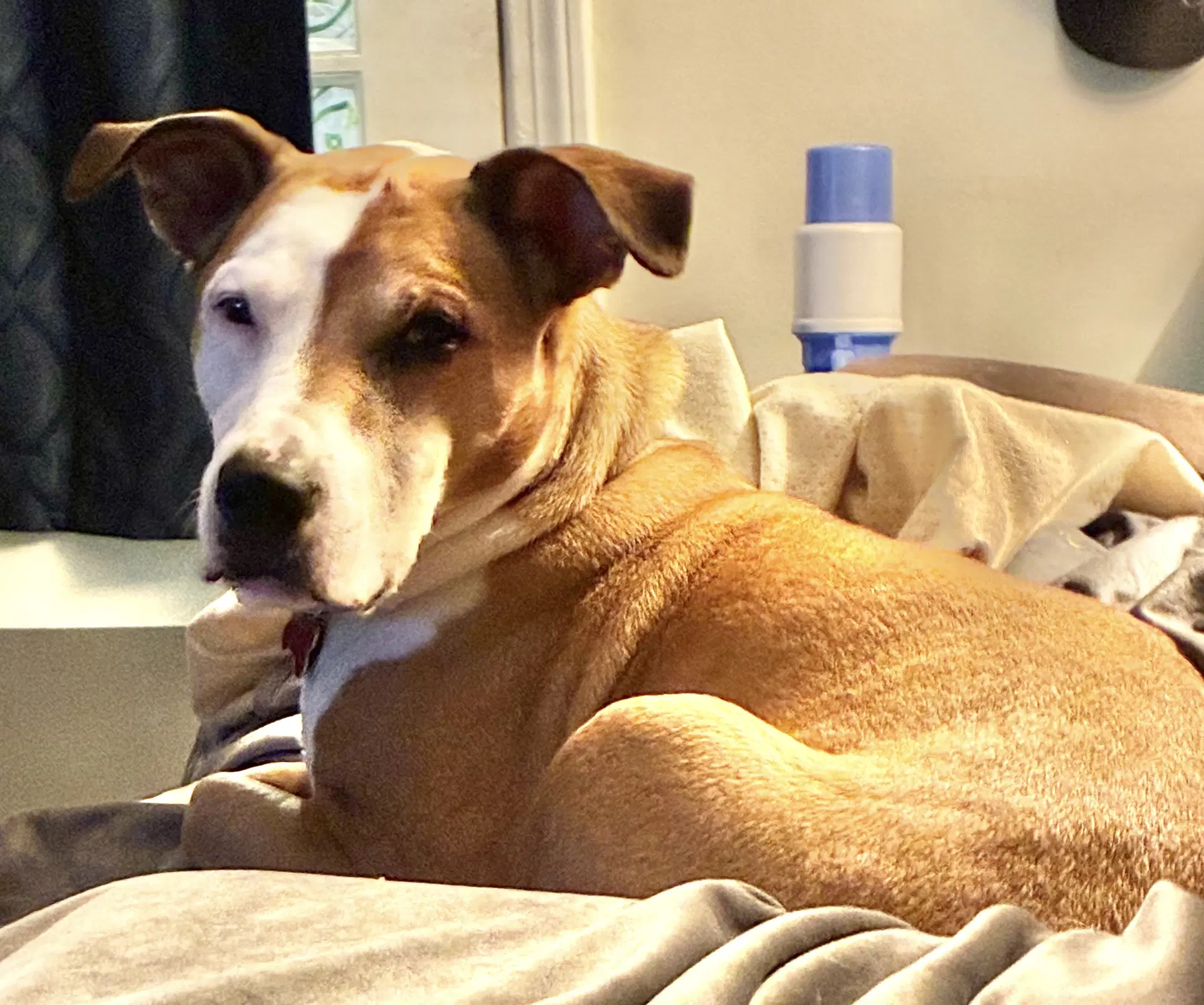 Molly - Hound