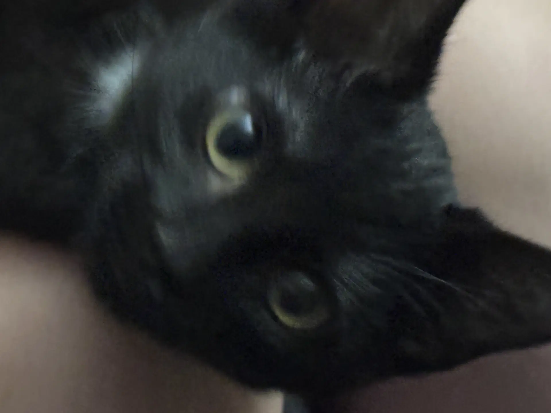 Elton John - Domestic Short Hair
