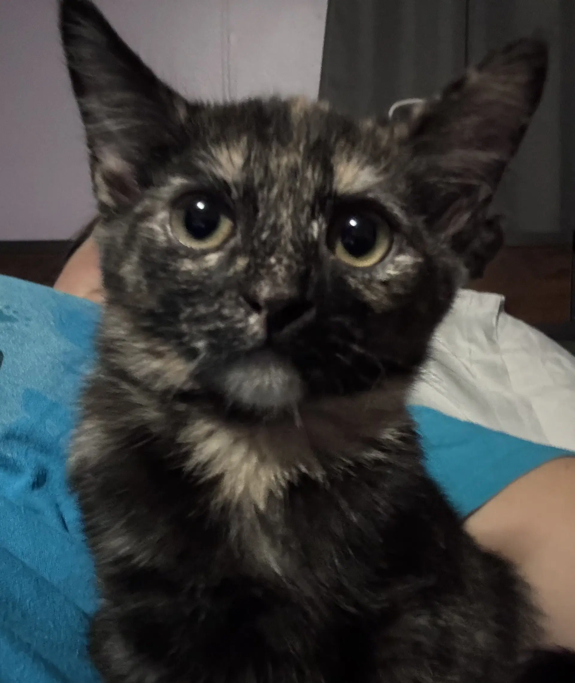 Madonna - Domestic Short Hair